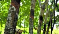 天然橡膠價(jià)格將上漲？3月天然橡膠能否擺脫頹勢(shì)？