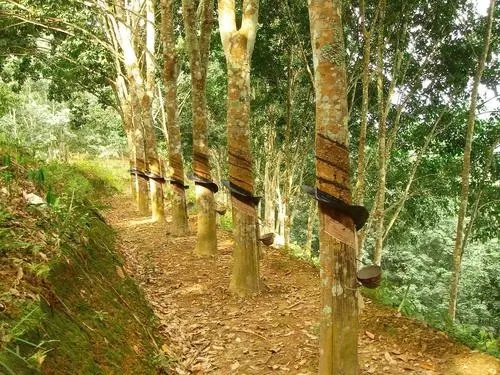 橡膠制品都有啥？常見分類及用途廣闊的橡膠