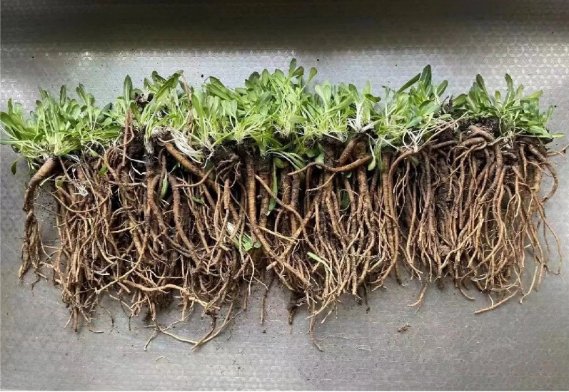 玲瓏著眼未來，搶占研究制高點，早在2012年已成功應(yīng)用植物油替代石油類增塑劑，大大提升膠料可再生材料比例，同時開啟以蒲公英橡膠為主，兼顧銀膠菊橡膠和我國特有杜仲橡膠的第二天然橡膠的開發(fā)計劃。